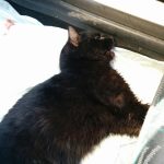 Gatto nero incidentato deceduto – TROVATO – Mirandola