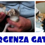 Emergenza gattini: cerchiamo balie e mammine in allattamento