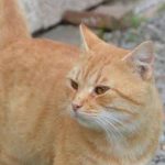Gatto rosso – TROVATO – Forcello (San Possidonio)