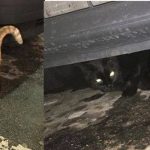 Tre gatti – TROVATI – Via Pico a Mirandola