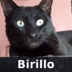 Birillo