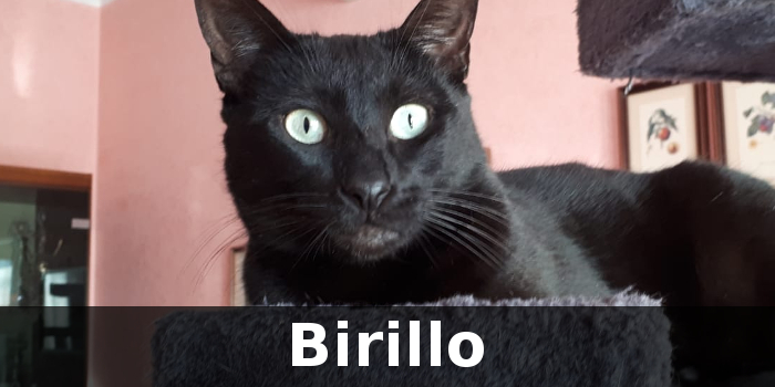 Birillo