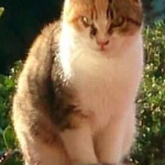 TROVATA  a San Possidonio gatta tigrata tricolore adulta: qualcuno la riconosce?
