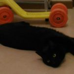 Gatto nero – TROVATO – San Possidonio