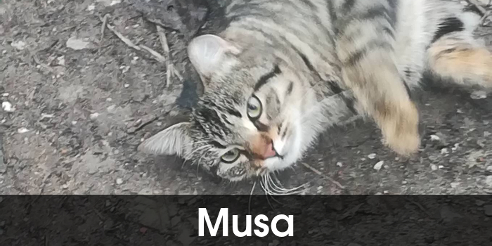Musa