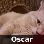 Adozione del cuore: Oscar